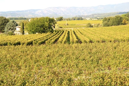 Vineyard Front