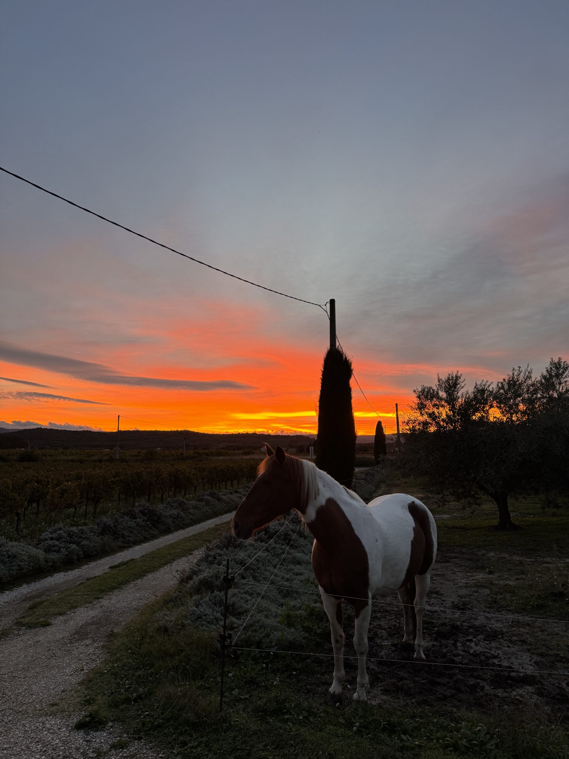 Horse Next Door